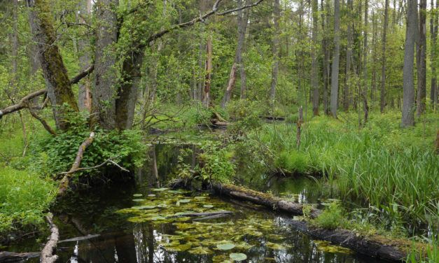Poland is Cutting Down Europe’s Last Ancient Forest