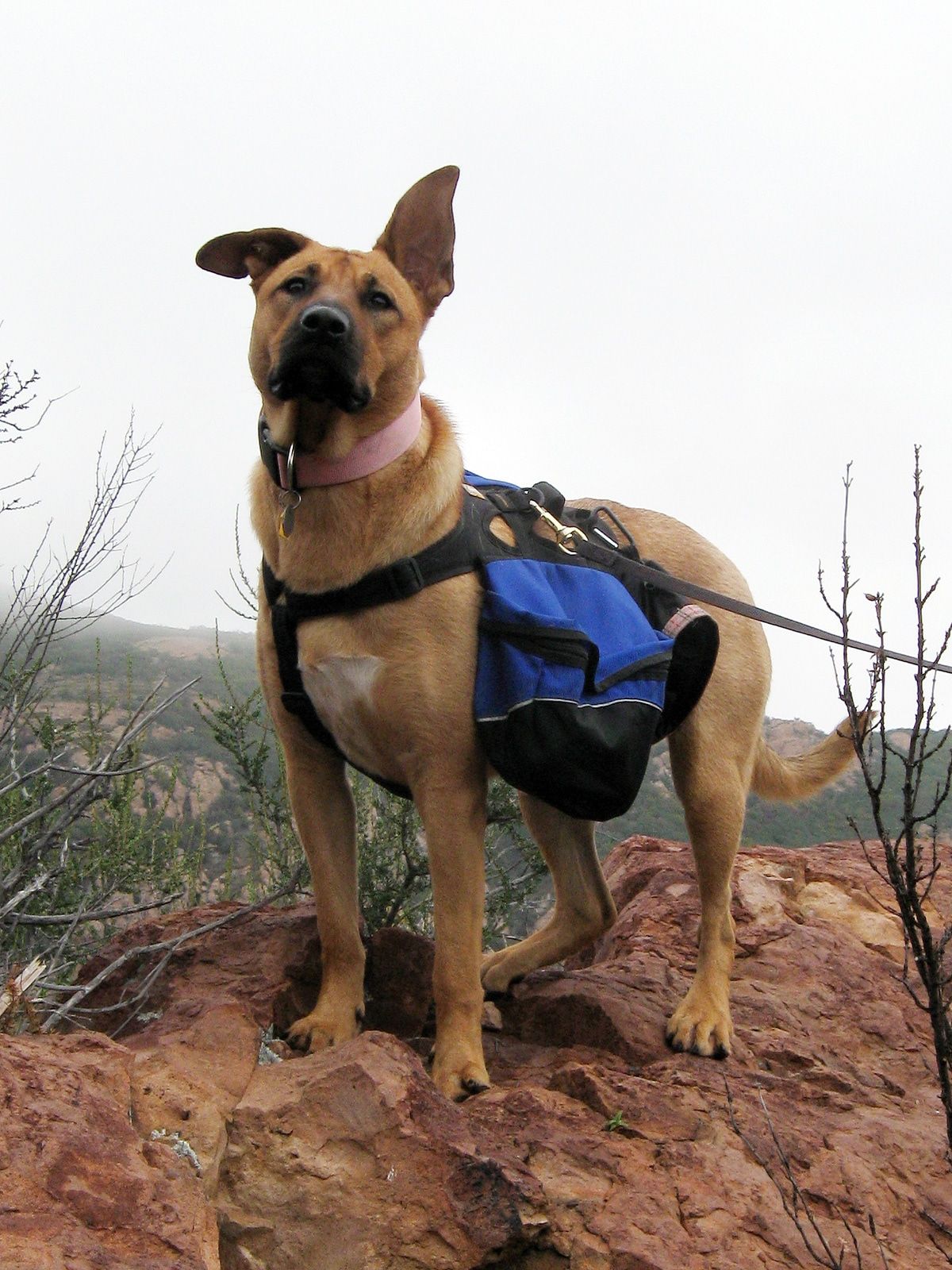 Dog backpack