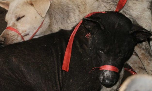 Victory: Bali Governor Bans Sale of Dog Meat