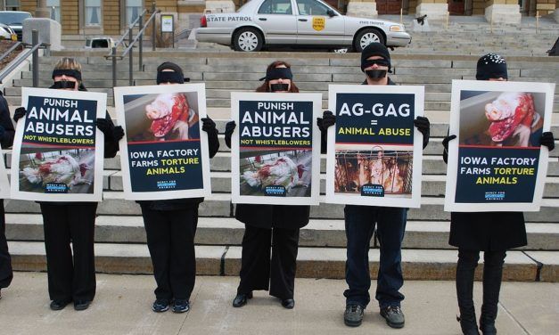 Victory! Federal Judge Strikes Down Utah ‘Ag Gag’ Law that Silenced Animal Activists