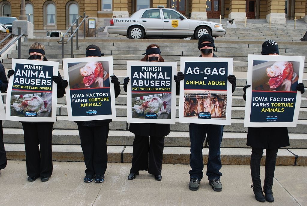 Ag-gag laws hurt animals and humans.