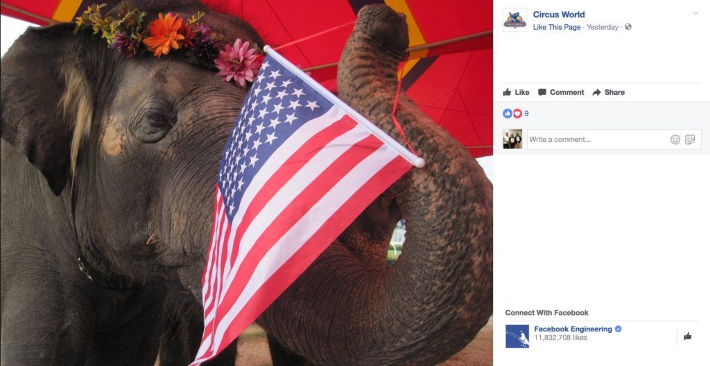 Circus elephant waving flag.