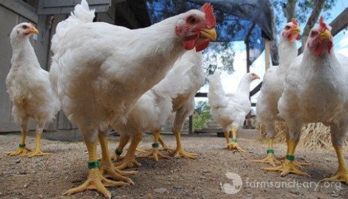 Family Spares their Chickens from Slaughter, Sends Them to A Sanctuary