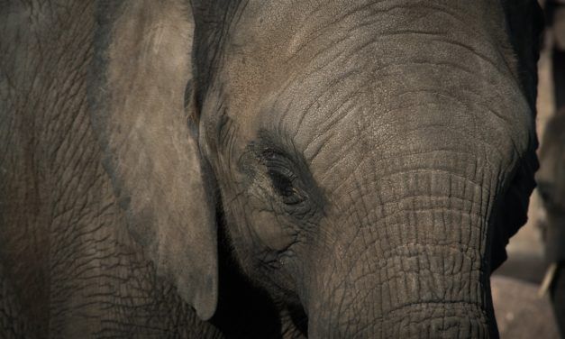 Ringling Could be Shutting Down their Cruel Elephant “Conservation” Center