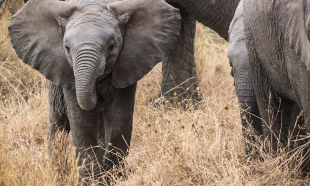 500 Elephants Moved in Massive Relocation to Save their Lives
