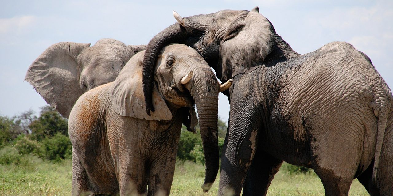 Elephants embrace