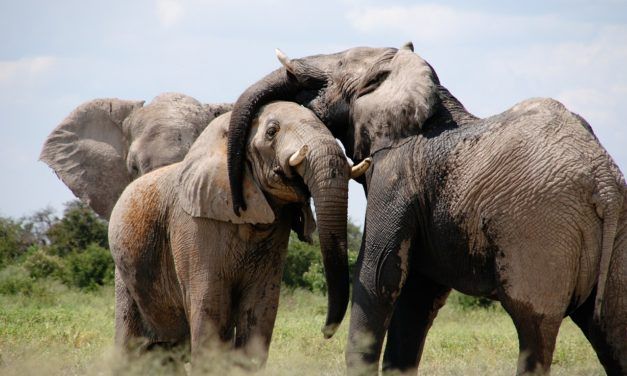 Elephant Picks Lock to Help Friend Escape Circus World Enclosure
