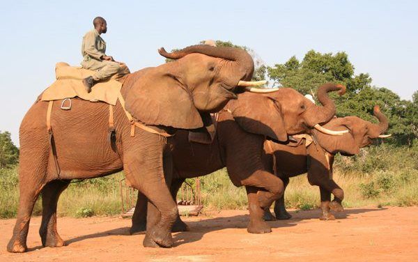 Elephant Used to Give Tourists Rides Attacks and Kills Handler