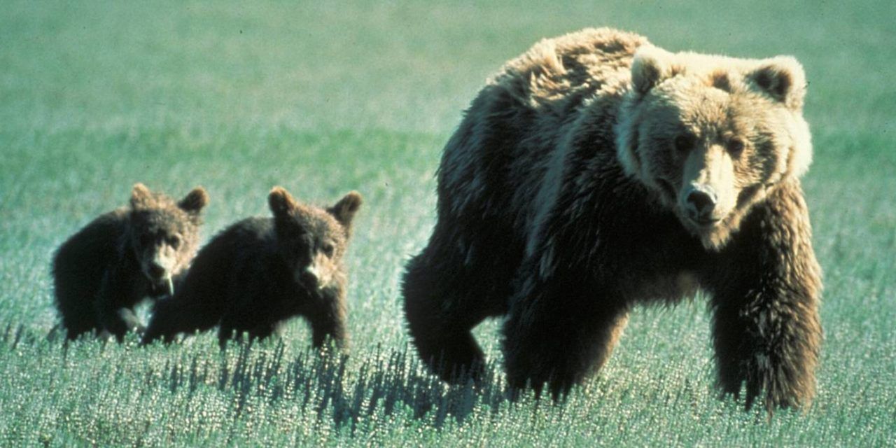 Native Americans are Suing the Government for Delisting Grizzly Bears as Endangered