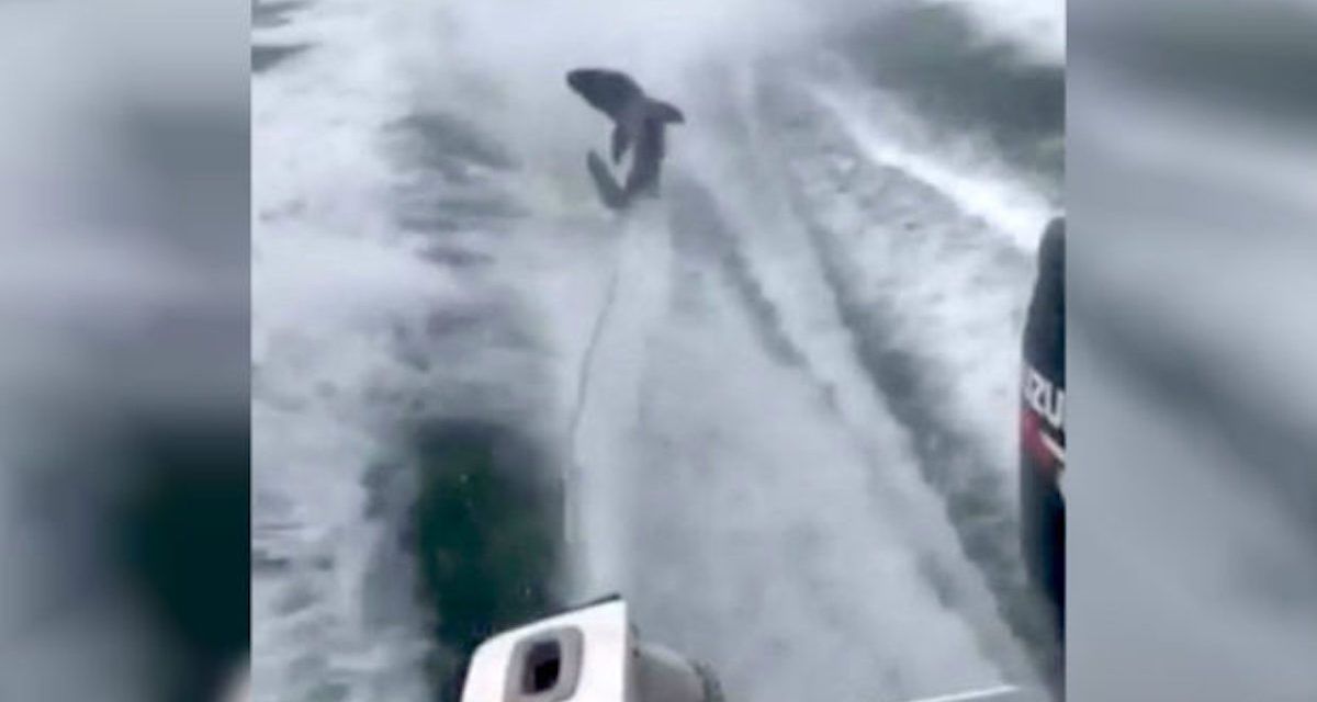 shark dragged behind speedboat
