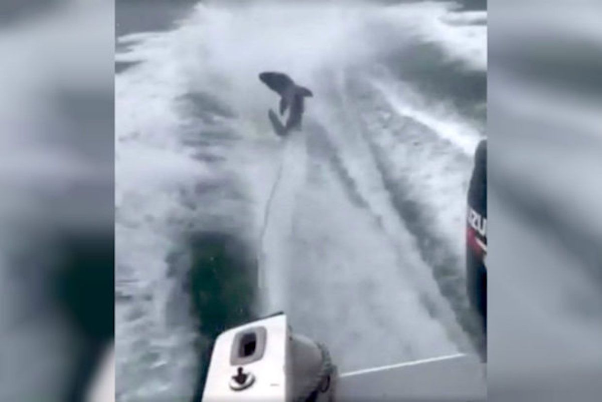 shark dragged behind speedboat