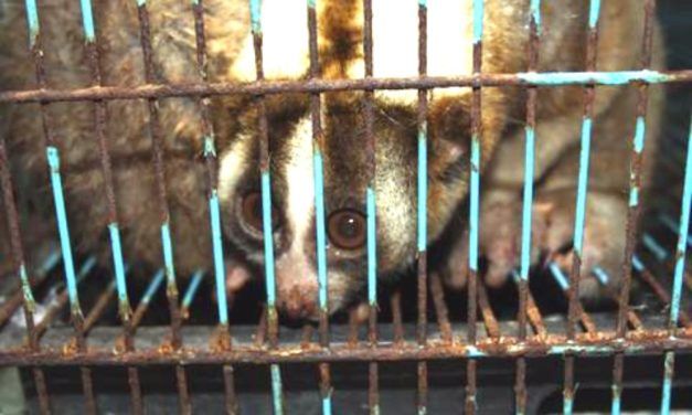 Nine Slow Lorises Rescued from Illegal Wildlife Traders