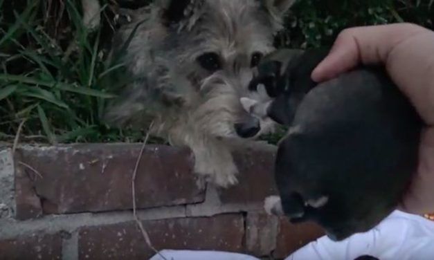 Video: Watch How Many Homeless Puppies Keep Popping Out of The Bushes
