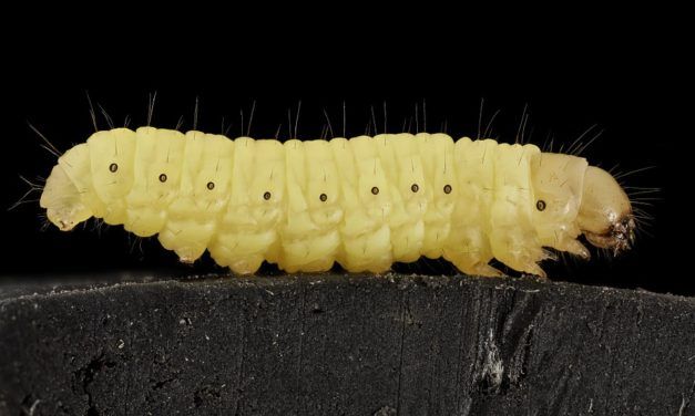 These Amazing Caterpillars Actually Eat Your Plastic Garbage