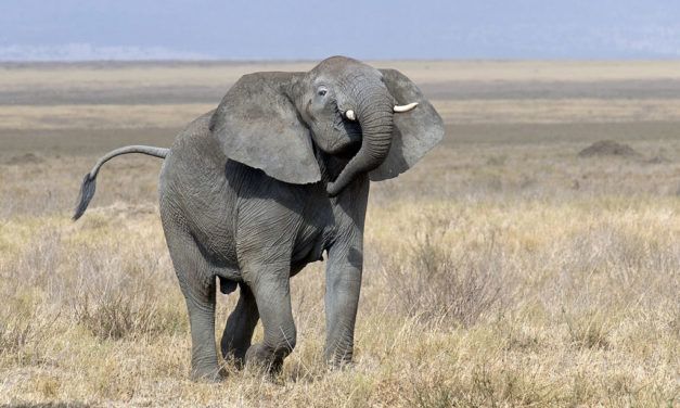 Trophy Hunter Fatally Trampled By Elephant He Tried To Kill