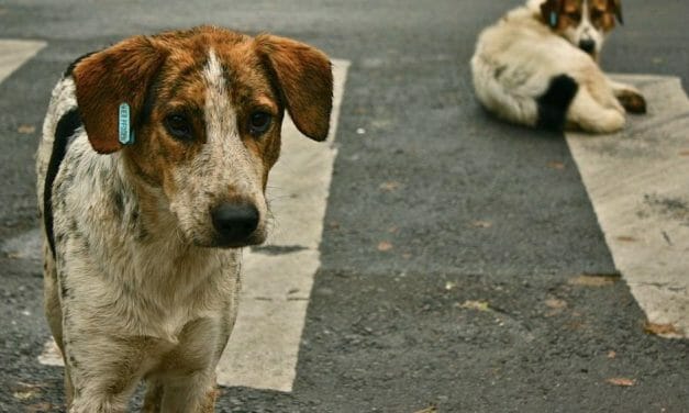 35 Stolen Dogs Rescued from Chinese Dog Meat Gang