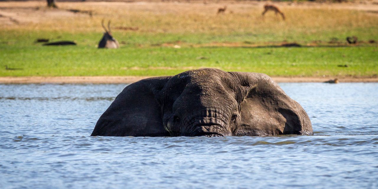 Elephant bathing at a park in Malawi.