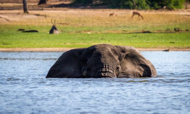The World’s Largest Elephant Relocation has been Successfully Completed