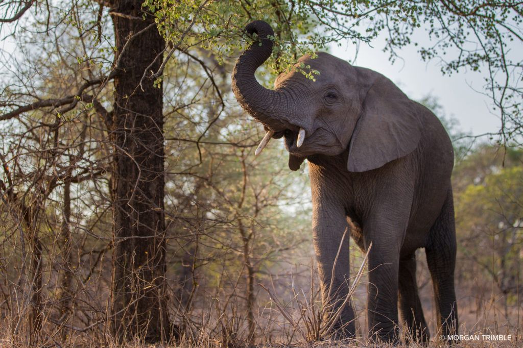 Elephant eating in natural habitat.