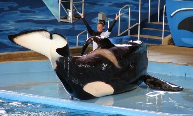 SeaWorld’s Credit Rating Has Just Been Downgraded For Plunging Profits