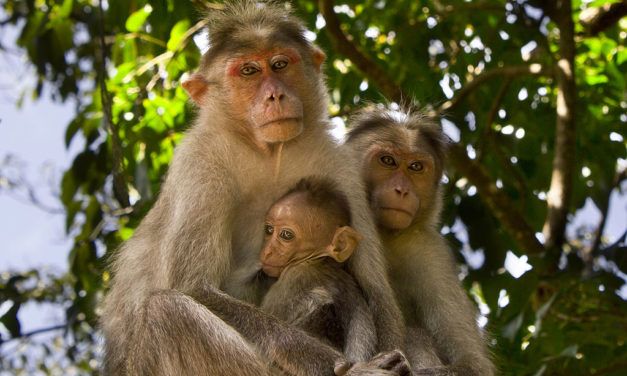 S. India’s Common Bonnet Monkey Is About to Become Endangered