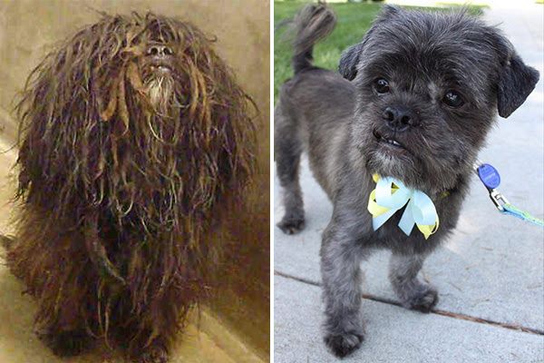 Behold: The Most Amazing Shelter Dog Makeover Contest!
