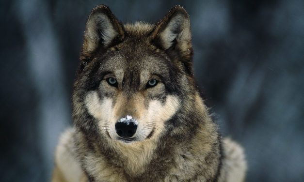 Victory! Great Lake Wolves will Stay on Endangered Species List