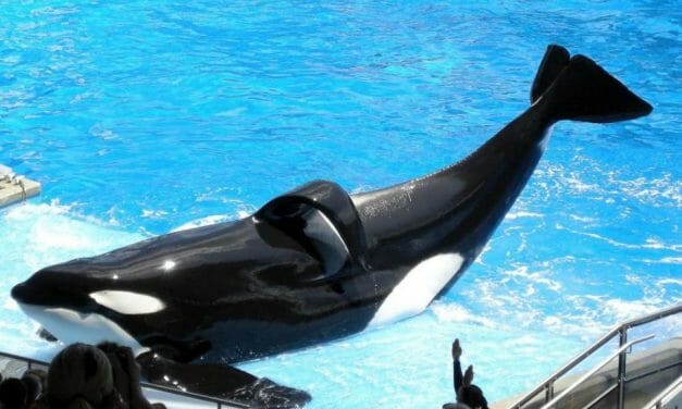 Yet Another Orca, Kasatka, Dies at SeaWorld After Years of Suffering