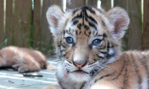 Tinder Says: Take Down Your Tiger Selfies!