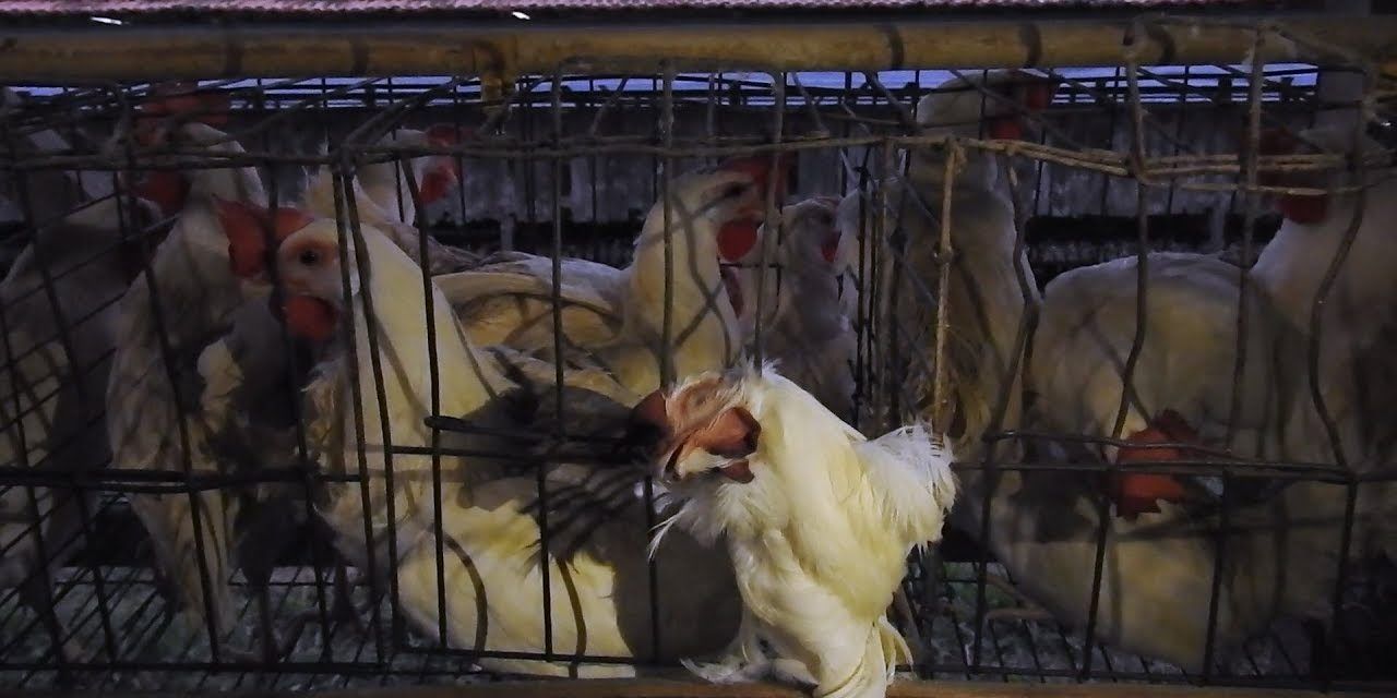 Chickens in cages in Brazil.