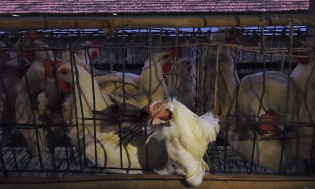 Investigation Reveals Sickening Cruelty to Chickens at Brazilian Walmart Supplier