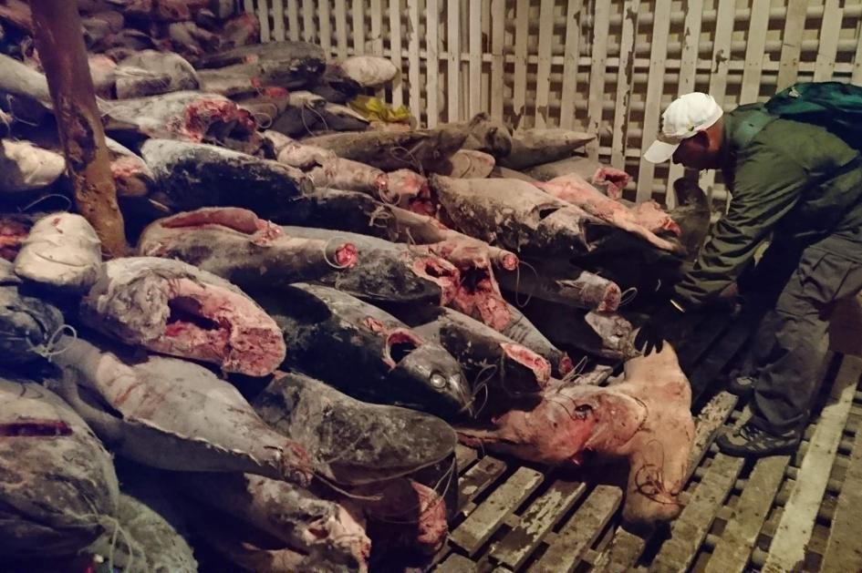 Fishing Boat Full of Thousands of Endangered Sharks Nabbed in the Galapagos