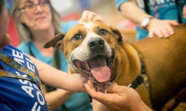 Why Cats and Dogs May Soon be Headed to Texas Jail