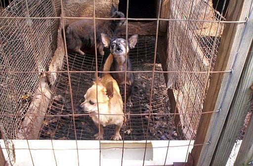 Puppy mill dogs in small cage.