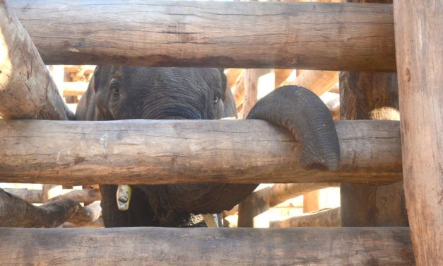 Why Elephants are Being Held Captive for Your Coffee
