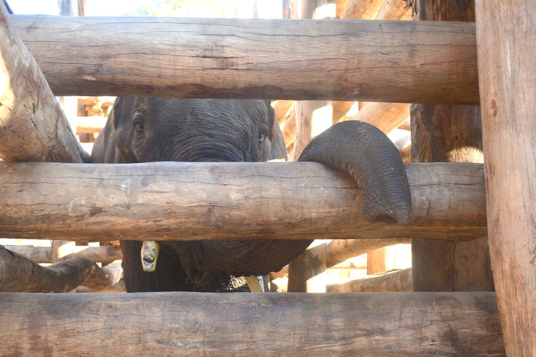 A newly trapped elephant at the Anechowkur Elephant Camp.