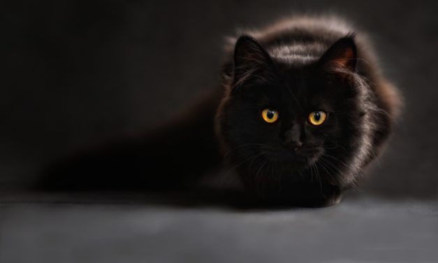 Here’s What Happened When the CIA Tried to Turn Cats into Spies