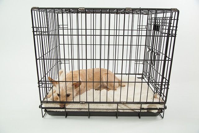 Caged dog.
