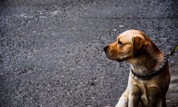 South Carolina May Soon Crack Down on Cruel Dog Tethering