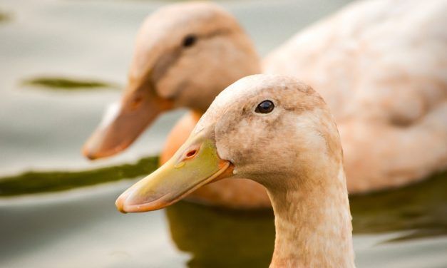Victory! California Foie Gras Ban to be Reinstated
