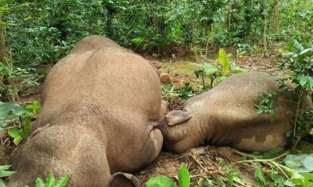10 Elephants Electrocuted to Death in Karnataka, India in Past 3 Months