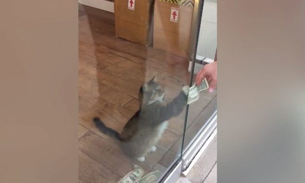 This Cash-Grabbing Kitty is Raising Money for the Homeless