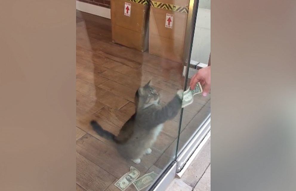 cat takes money to help the homeless