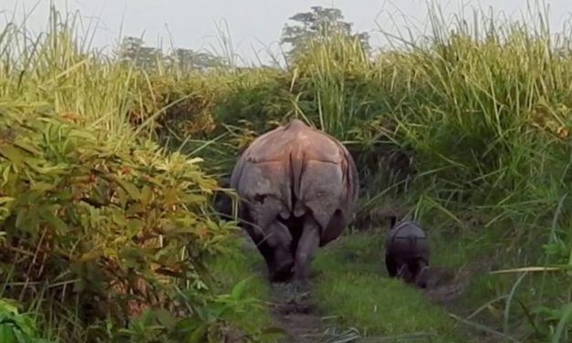 New Baby Rhino Spotted – A Symbol of Hope For a Species Ravaged by Poachers 