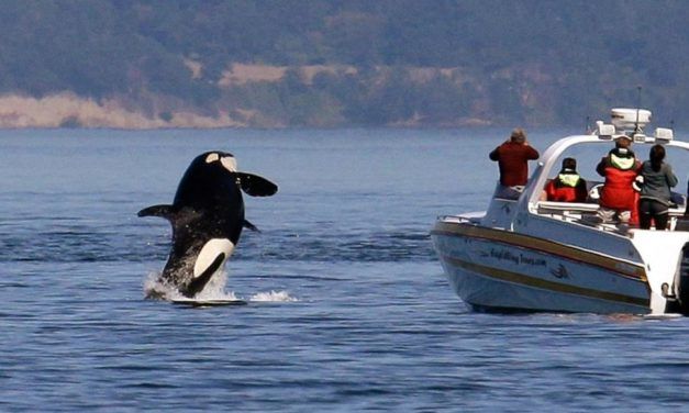 Why Ships are Slowing Down to Save the Puget Sound Orca