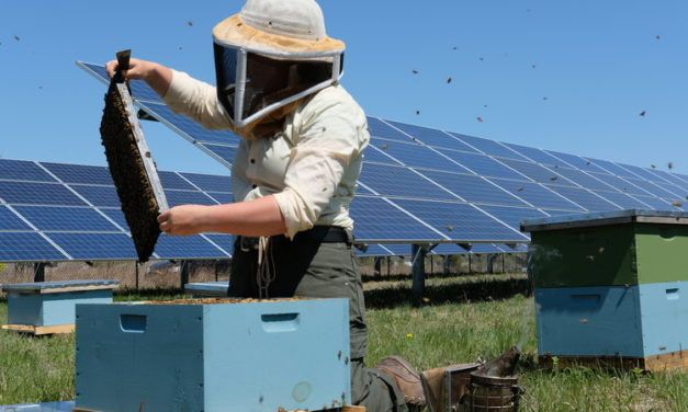 Solar Energy Sites are Doubling as Pollinator Habitats to Save the Bees