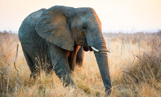 Europe’s Circus Elephants will Soon Get their First Retirement Home