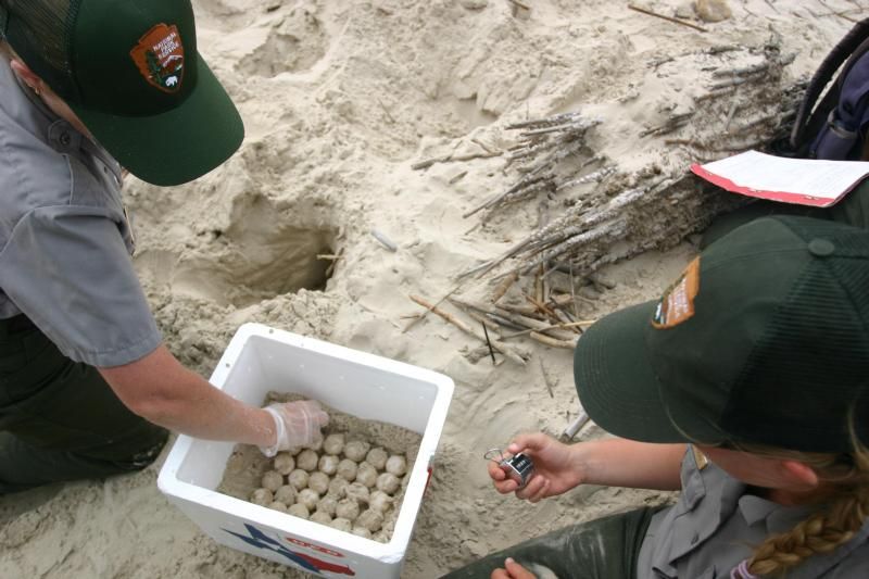 Conservationists collect sea turtle eggs to incubate them.