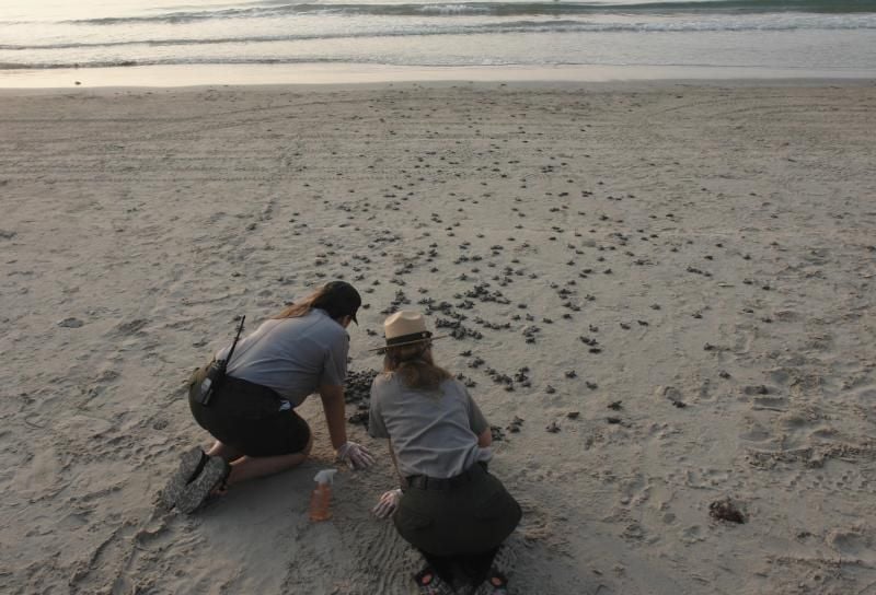 Conservationists release baby sea turtles.