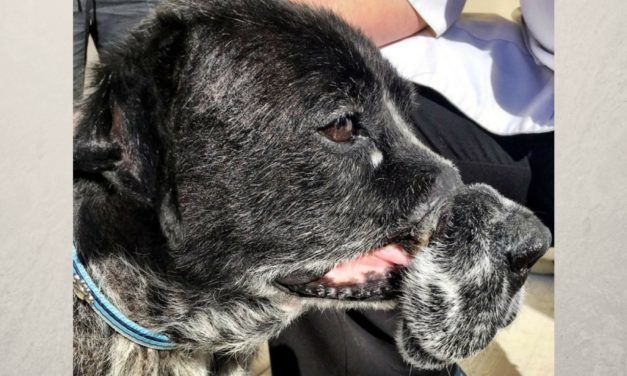 Abused Dog Deformed By Cruel Wire Muzzle Finally Knows Love